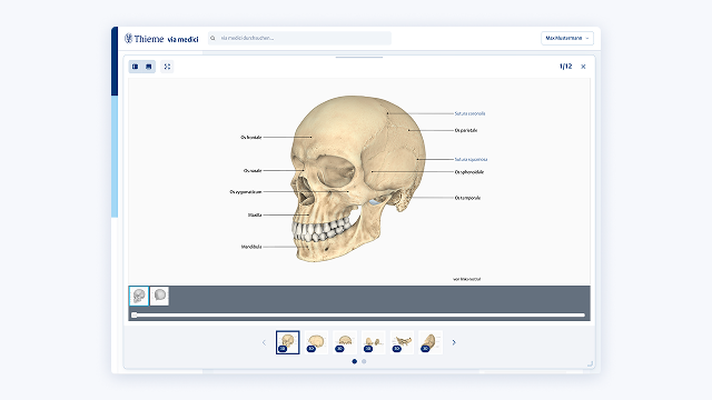3D-Anatomie